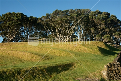 Pohutukawa trees above the coastal terraced slope of Mount Drury, Mount Maunganui, New Zealand.