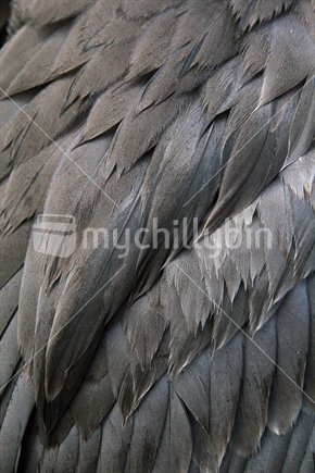 Spotted Shag's feathers
