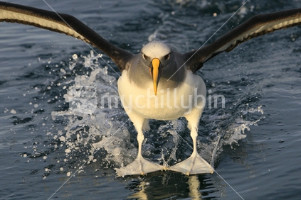 Bullers Albatross, Taiaroa Head, Dunedin