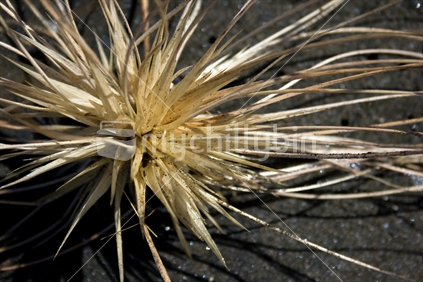 Spinifex flower against black sand beach
