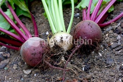 Freshly harvested dark red and albino beetroot
