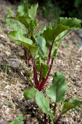 Row of young beetroot plants
