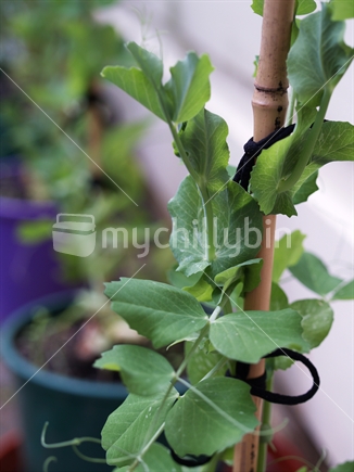 Young pea plants in individual pots