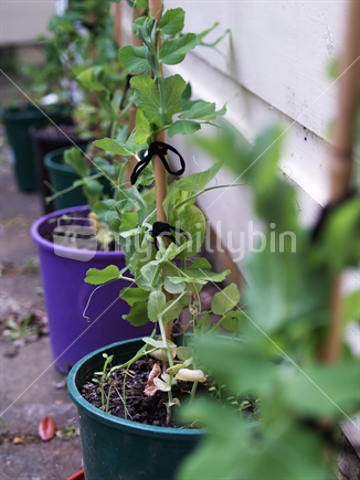 Young pea plants in individual pots