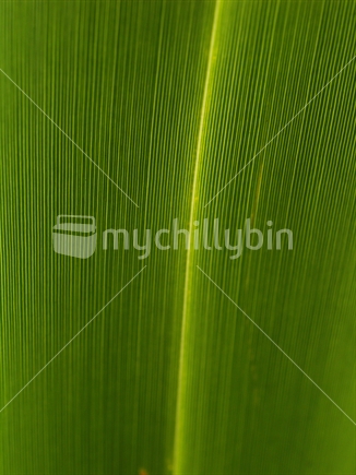 Close up of a flax leaf