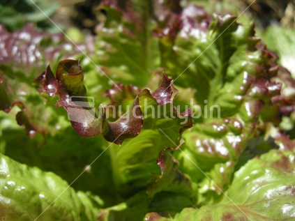 Close up of lettuce leaves in the garden