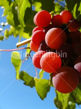 Close up of grapes still on the vine highlighted by the bright midday sun