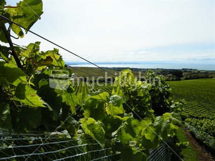 View over the vines in a Hawkes Bay vineyard out to the coast, New Zealand