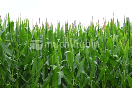 Corn crop growning in a field.