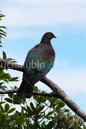 Kereru, Native Wood Pigeon sitting on a branch.