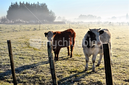 Cows in paddock, frosty morning, Wairarapa