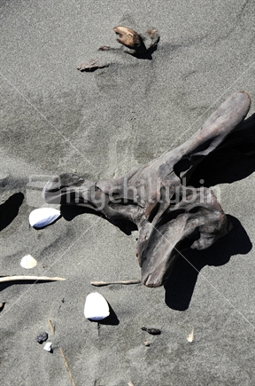 Driftwood and shells, Waikanae Beach