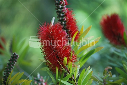 Red Bottle Brush In Bloom, New Zealand