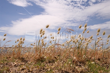 Iconic New Zealand coastal grass