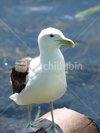 Seagull by the lake