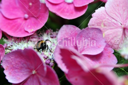 Bee & pink flower