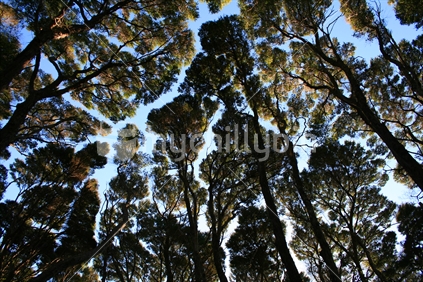 Wide angle view of trees at Wenderholm Regional Park