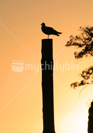 Silhouetted seagull at Waiake Beach
