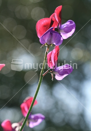 Colourful backlit flower