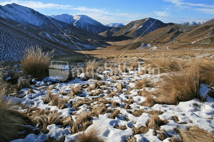 Tussock grass in Lindis Pass in South Island