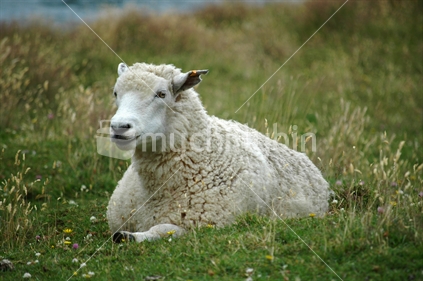 Sheep lying on grass