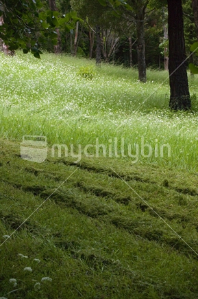 Pine plantation with freshly mowed green grass and white flowers
