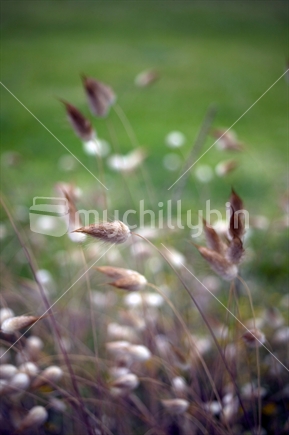 Grass seed heads waving in the breeze