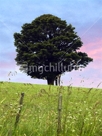 A dark green circular tree in a green field against the dawn light
