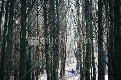 Children walking in a forest