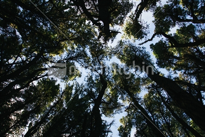 Looking up through trees to sky