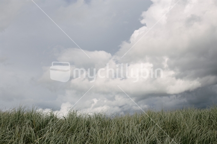 Beach tussock and Sky under Clouds