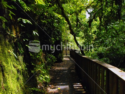 Walkway along the side of a mossy rock cliff surrounded by New Zealand native bush