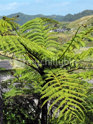 Lush New Zealand ponga tree growing on bank at the beach