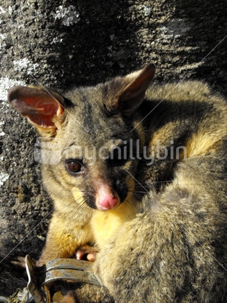 Common grey possum caught in a leg hold trap.