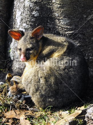 Common grey possum caught in a leg hold trap