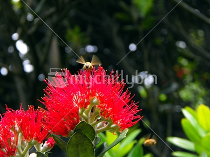 Bee on Pohutakawa flowers