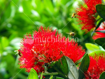 Bees on  New Zealand Pohutukawa flowers