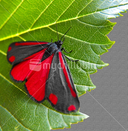 This Cinnabar moth is an NZ farmers friend because it lays its eggs on ragwort, a noxious weed.