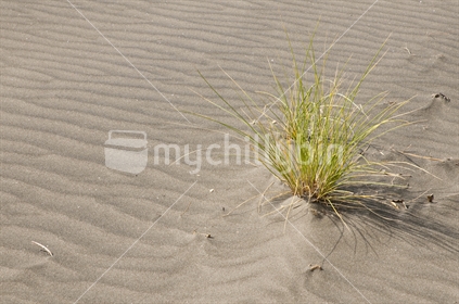 Beach grass in amongst patterned sand