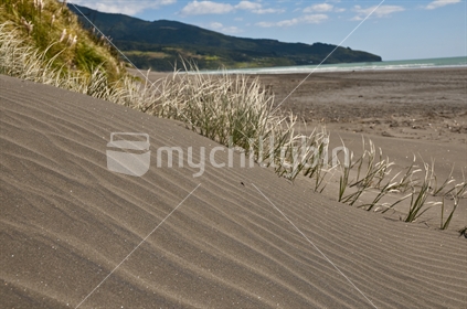Sand dunes at Raglan with Mt Karioi in the background (focal point is sand dune in foreground) 