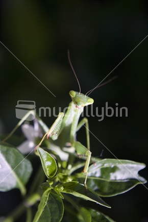 Praying mantis resting on top of  leaves