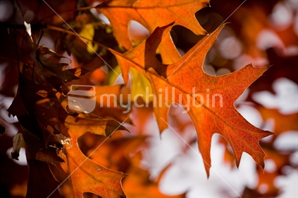 Orange leaves on a tree