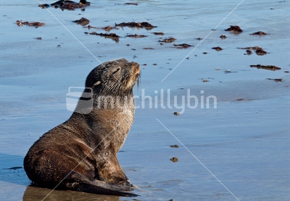 Smug seal pup resting, and enjoing the New Zealand sun's warmth.