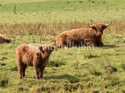 Highland cow with calf.