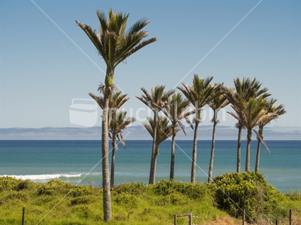 Nikau palms with Tasman sea as a back drop near Karamea.  