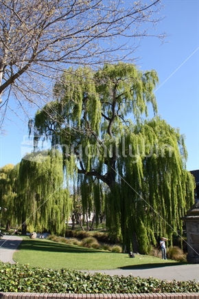 A tree overlooking the Avon river, Christchurch, New Zealand