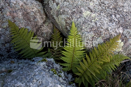 A New Zealand fern growing from a gap in moss covered rock; fern belonging to the botanical group known as Pteridophyta.