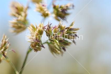 Closeup of grass in flower
