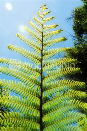 Fern branch with sunlight behind