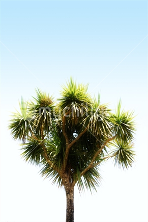 Cabbage tree with blue sky background